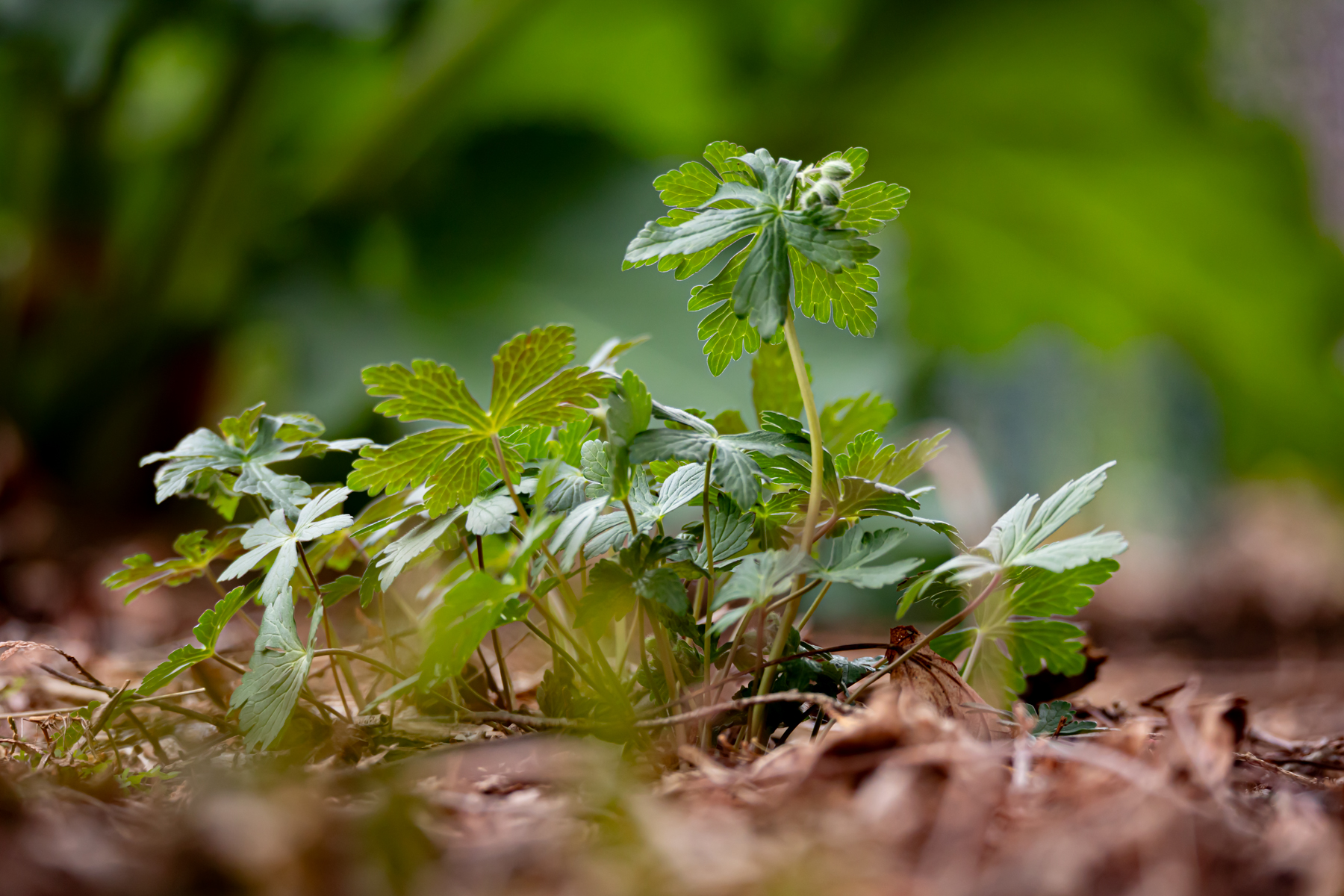 SmugMug updates